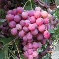 img_1240