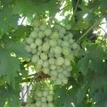 img_1656