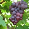 img_1678