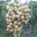 frumoasa-albe-1