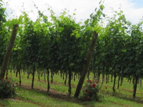 Восстановление винограда поврежденного морозами