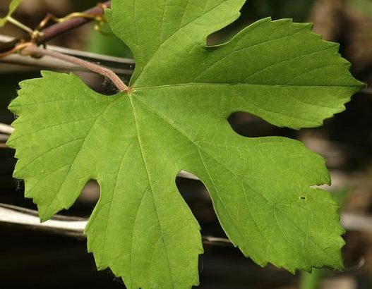 Размножение винограда отводками