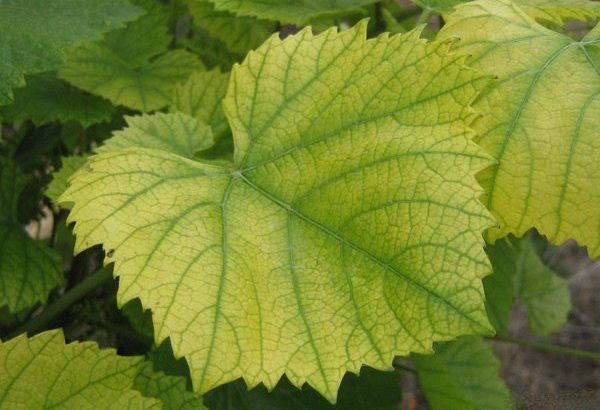 Хлороз винограда