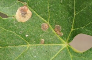 Церкоспороз винограда