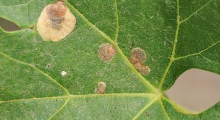 Церкоспороз винограда