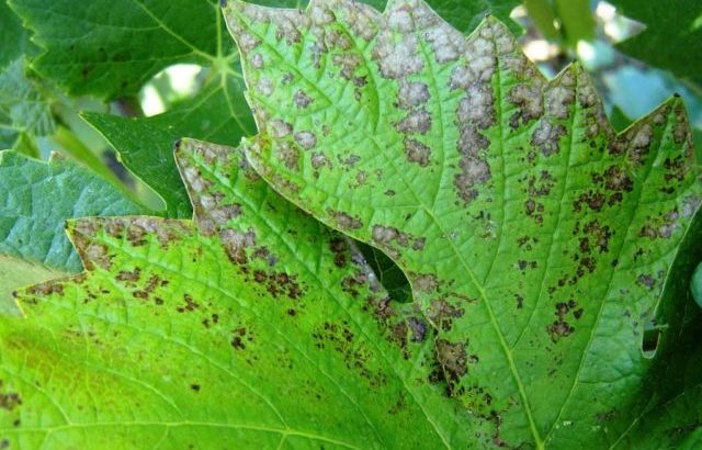 Некроз винограда