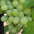Виноград Кеша