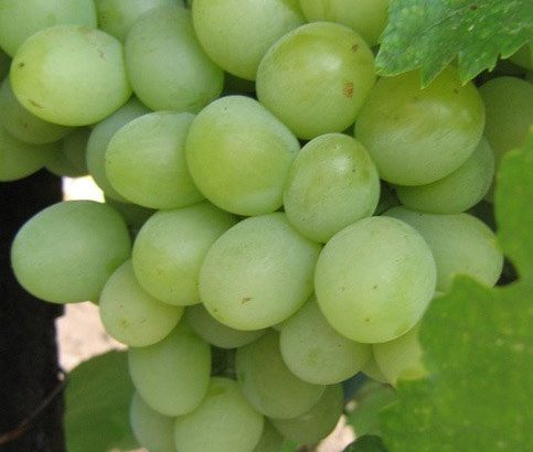 Виноград Кеша