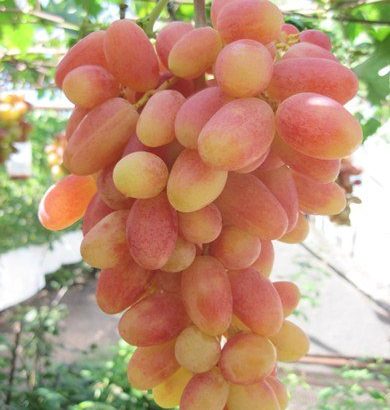 Виноград Ливия