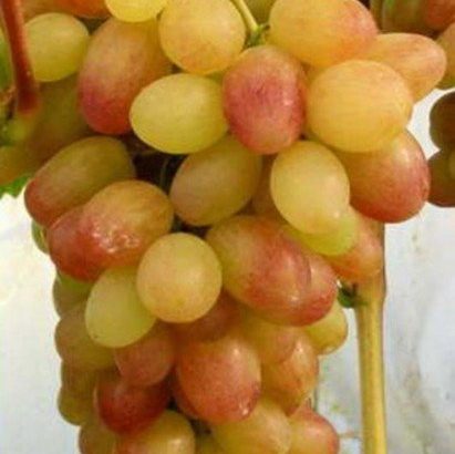 Виноград Тасон