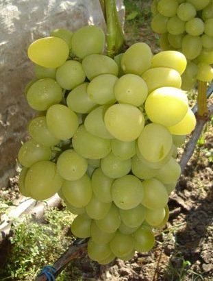 Виноград Аркадия
