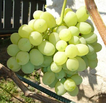 Виноград Лора