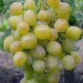 Виноград Восторг