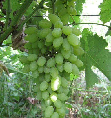 Виноград Тимур