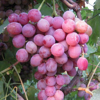 Виноград Фламинго