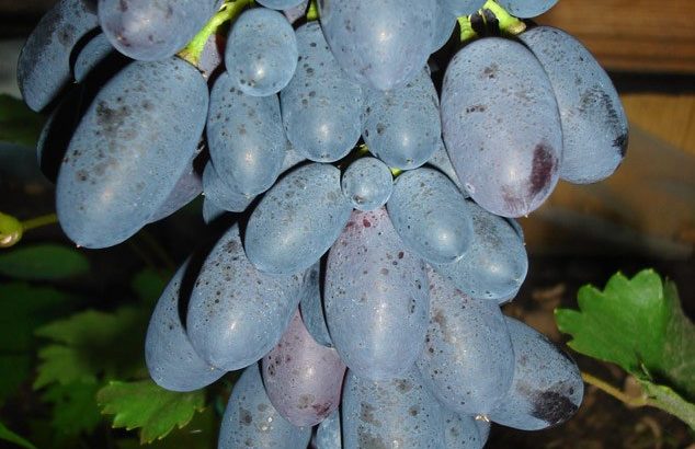 Виноград Кодрянка