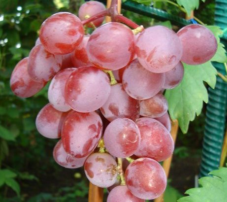 Виноград Виктория