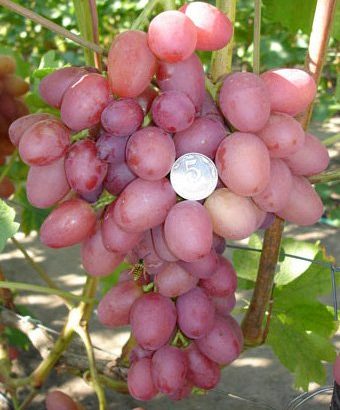 Сорт винограда София