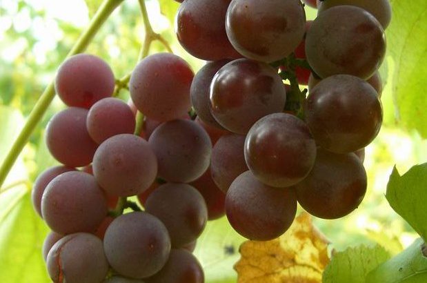 Виноград Лидия