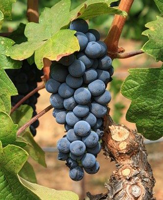 Виноград Изабелла