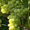 Виноград Плевен