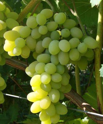 Виноград Плевен