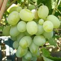 Виноград Подарок Запорожью