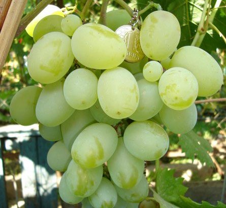 Виноград Подарок Запорожью