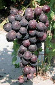 Сорт винограда Кардинал