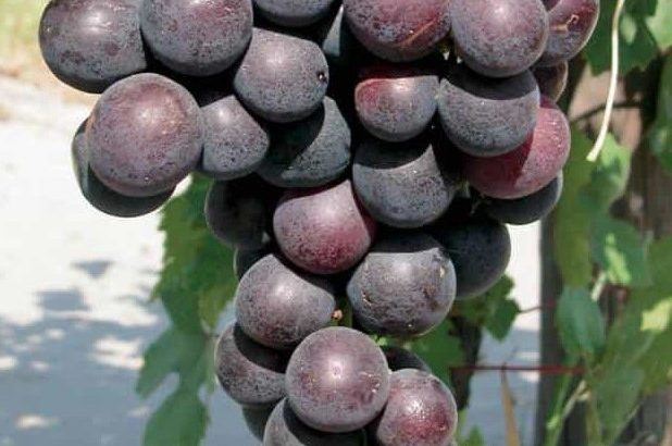 Сорт винограда Кардинал