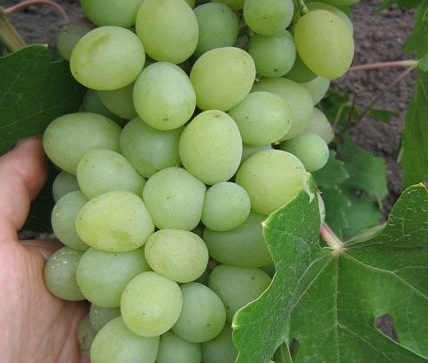 Виноград Благовест