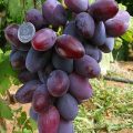 Виноград Атаман