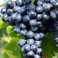 Виноград Молдова