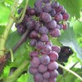 Сорт винограда Низина