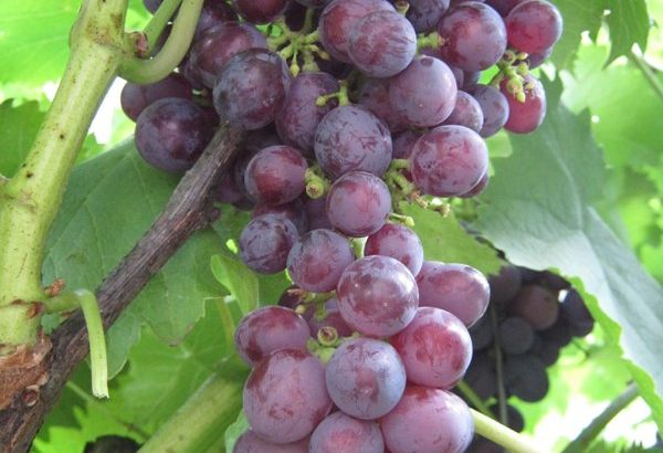 Сорт винограда Низина