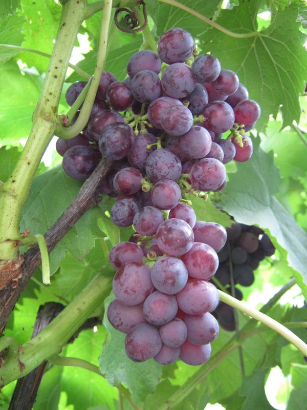 Сорт винограда Низина