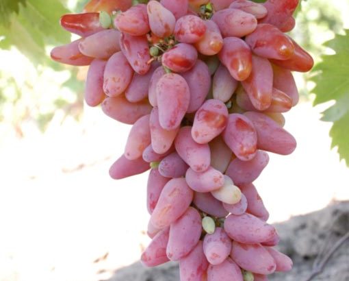 Виноград Оригинал