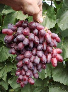 Виноград Ризамат. Сорт винограда Ризамат. | vinograd.cc