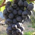 Виноград Страшенский