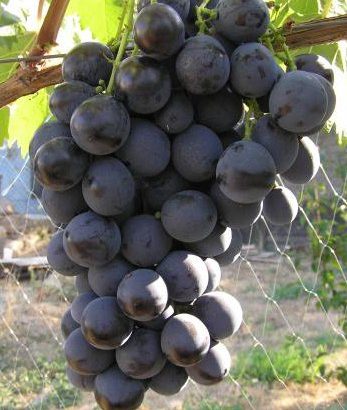 Виноград Страшенский