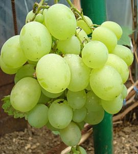 Виноград Талисман. Сорт винограда Талисман. | vinograd.cc