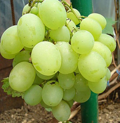 Виноград Талисман