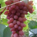 Виноград Водограй