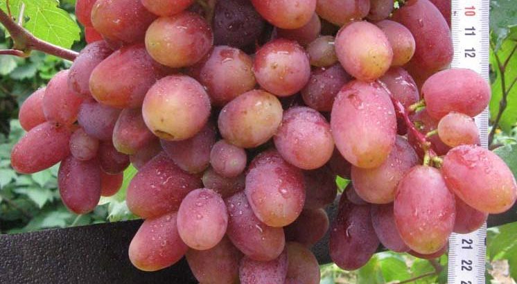 Виноград Юлиан