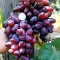 Сорт винограда Изюминка