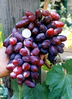 Сорт винограда Изюминка