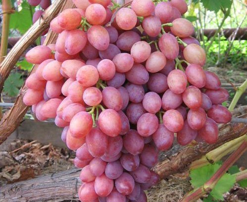 Сорт винограда Кишмиш Лучистый