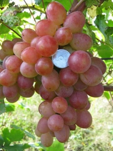 Виноград Памяти Хирурга | vinograd.cc