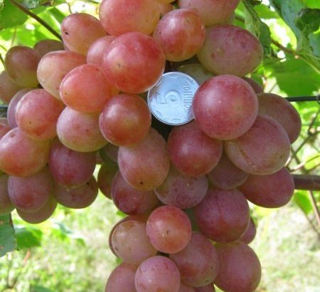 Памяти хирурга