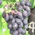 Сорт винограда Ришелье